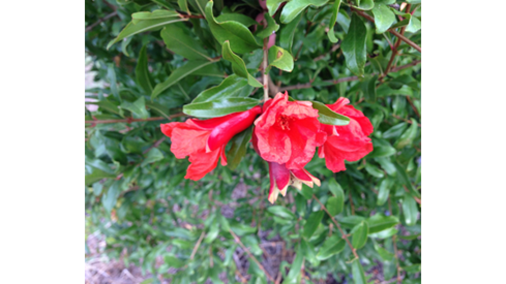 Pomegranate flowers