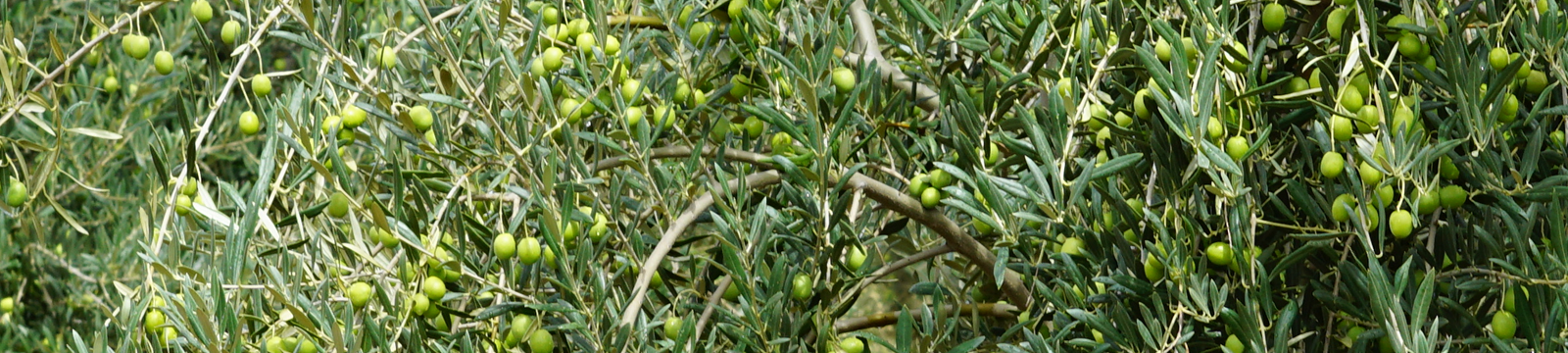 Olive oils